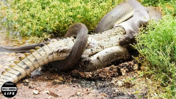 پایان غم انگیز پایتون احمق !!!...