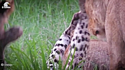 لحظه ای که پلنگ طعمه می شود |...