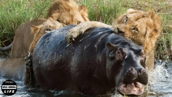 وقتی یک شیر از رودخانه ای پر ا...