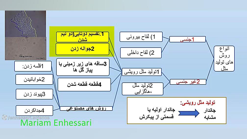 جوانه زدن مخمر و دو نیم شدن باکتری دبیر مریم انحصاری اریتروبلاستوز جنینی