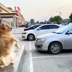 صدا گذاری سگی ببینییییددددددد