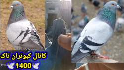 نکاتی در مورد کبوتر پلاکی وسبز...