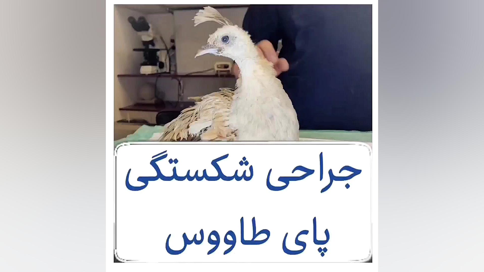 جراحی شکستگی بال طاووس دکتر علی برهانی کیا