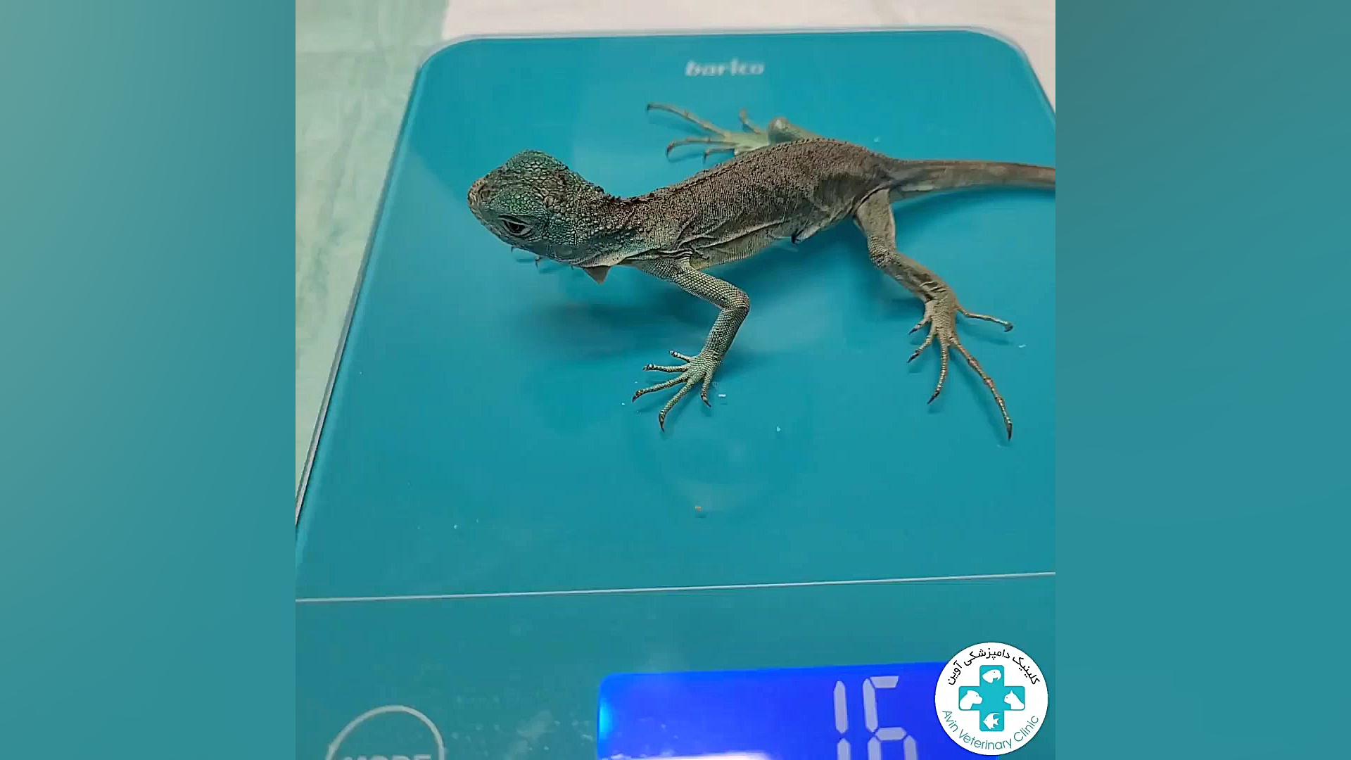 جراحی دستگاه گوارش ایگوانای 14روزه دکتر علی برهانی کیا