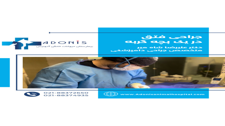 جراحی فتق در بچه گربه دکتر علیرضا شاه میر دامپزشکی آدونیس کلینیک پوست