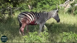 صحنه های دردناک حیوانات  ببینی...