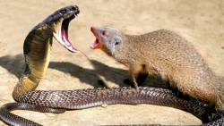 نبرد دیدنی مانگوس با مار مامبا...