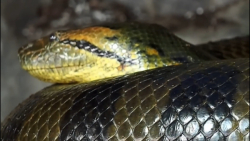 وقتی هم کروکودیل هم مار غول&zw...