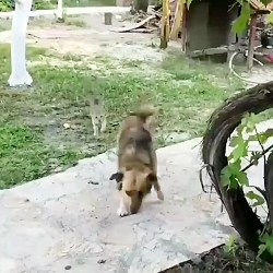 !!! گربه محل ما اینجوریه ؟؟؟