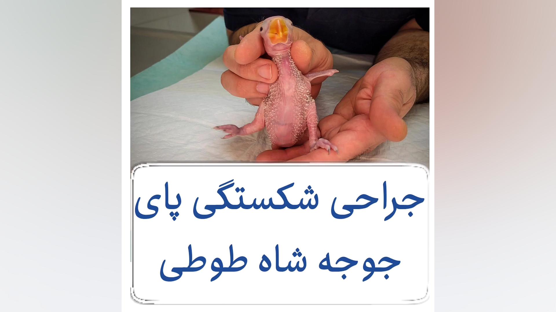 جراحی شکستگی پای جوجه شاه طوطی دکتر علی برهانی کیا