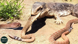 نبرد بی رحمانه مارمولک ها و ما...