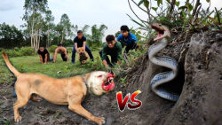 شکار دلهره آور مارها توسط سگ پ...