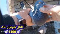 نحوه گرفتن کبوتر غریب با چند ت...