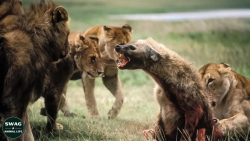 نبرد قبیله ای کفتار ها با شیر...