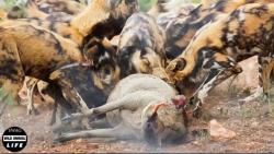 شکار بی رحمانه سگ های وحشی !!!...
