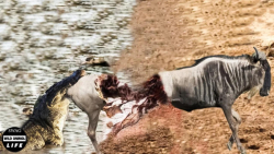 لحظات اسفناک زنده زنده خورده ش...