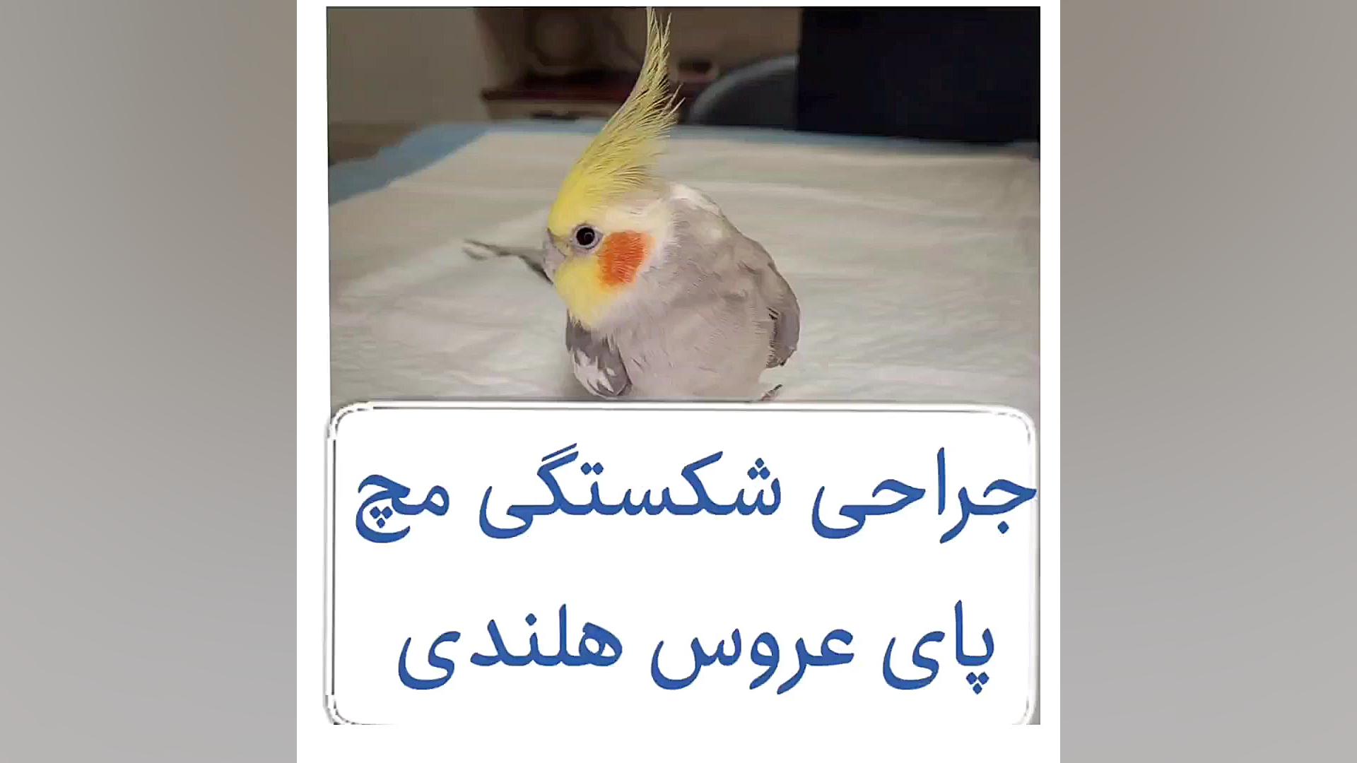 جراحی شکستگی پای عروس هلندی دکتر علی برهانی کیا