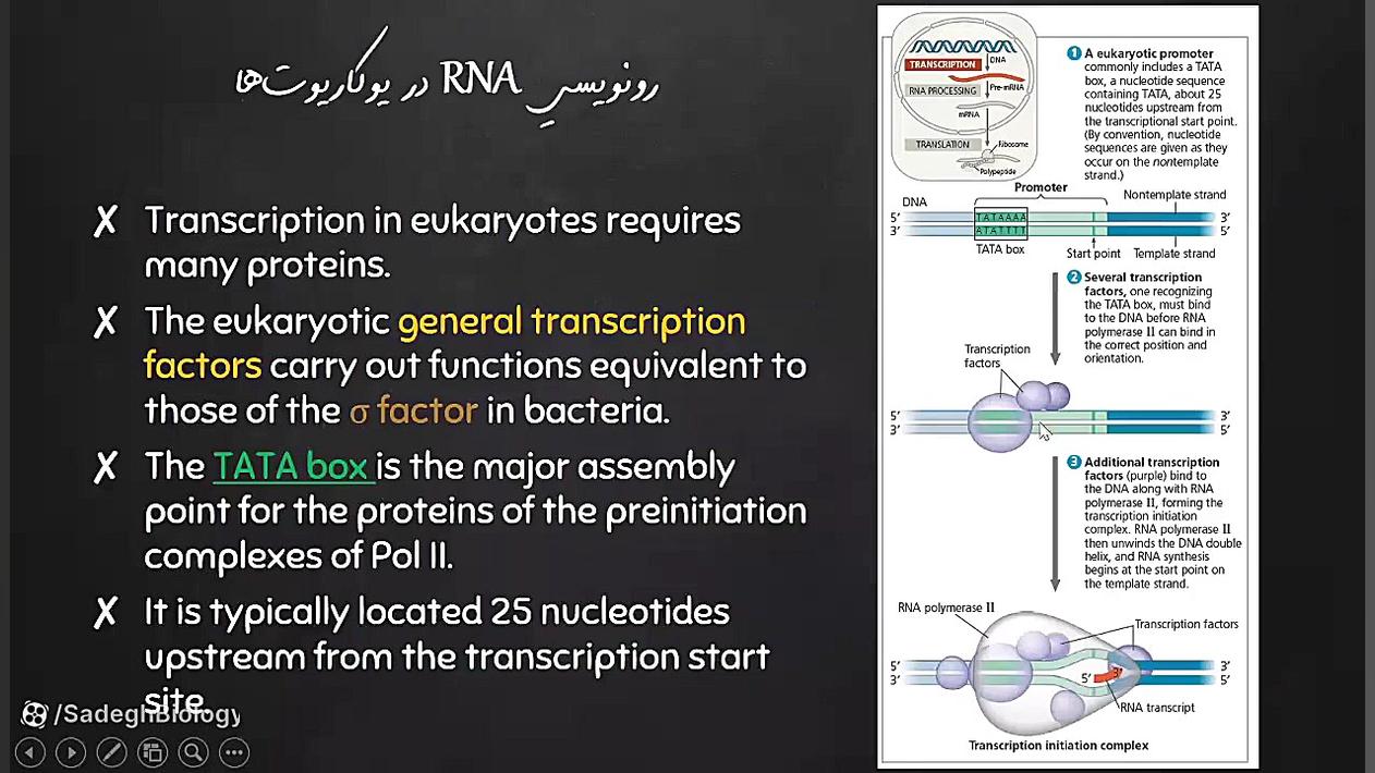 رونویسی RNA و تغییرات پسارونویسی هپاتواسپلنومگالی