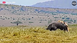 صحنه فوق العاده نایاب تیکه پار...