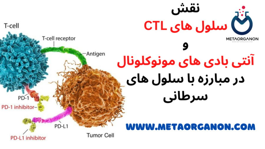 نقش سلول های CTL و آنتی بادی های مونوکلونال در درمان سلول های سرطانی پزشکی فضاپویا