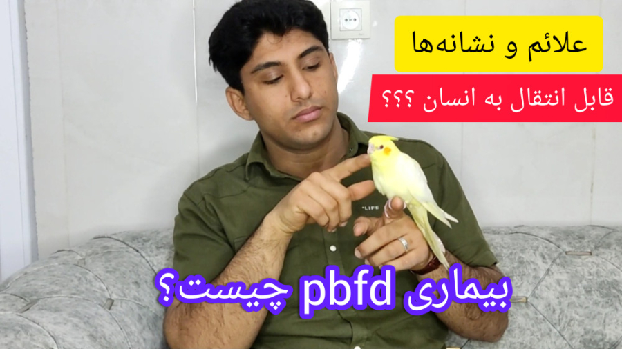 بیماری پی بی اف دی (pbfd) یا ایدز پرندگان
