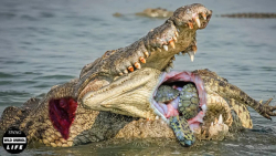 وحشتناک ! تمساح زخمی یک کروکود...