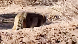 ضبط تصاویر یک قلاده گربه وحشی...