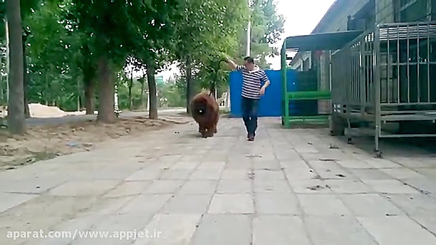 سگ ماستیف تبتی - پادشاه واقعی ! (Tibetan Mastiff) زمان50ثانیه