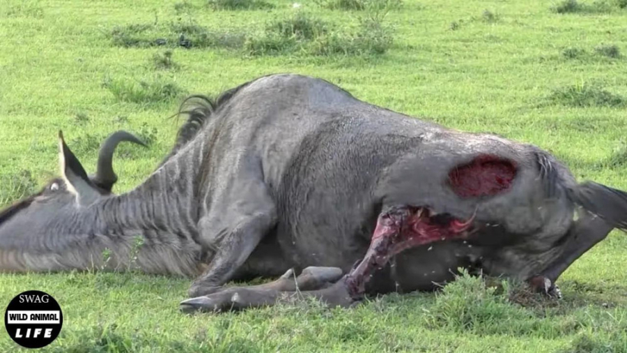 باور نکردنی !!! حیوانات زخمی ک...