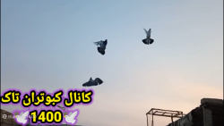 جلد کردن کبوتر ونحوه تمرین داد...