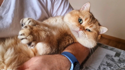 کلیپ حیوانات بامزه  گربه پشمال...