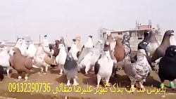 کبوتر در هوا