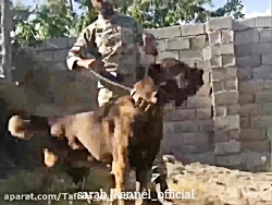 جنگ سگ سرابی با قفقازی