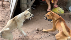 نبرد دو سگ وحشی  این کلیپ میلی...