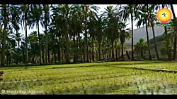 سفر تابستانی به بلوچستان سفر تابستانی به بلوچستان
