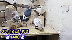 نمایشی از کبوتر غریب گیری شده...