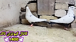 کبوتر دم سیاه و دوکت قرمز