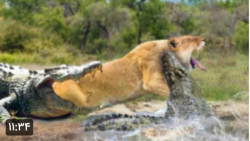 فیل تازه متولد شده توسط سگ های...