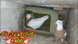 نکاتی در مورد جا تخمی کبوتر جو...