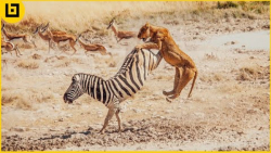 15 لحظه بی رحمانه زمانی که حیو...