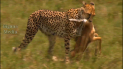 مستند حیات وحش  حیوانات شکار آ...