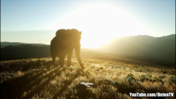 فیل حیوانی عجیب و بسیارهوشمند...