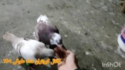 کبوتر های آماده آموزش