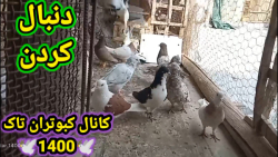 خوندن تعدادی از کبوترام