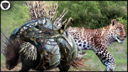 نبرد وحشیانه حیوانات وحشی || س...