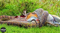 وقتی مار پایتون طعمه اشتباه را...