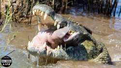 وقتی تمساح شکار اشتباهی را می...