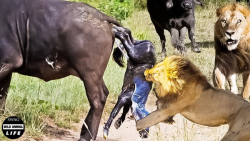 حمله شیرها به مادر گاومیش هنگا...