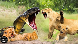 اتفاق وحشتناک برای مار هنگام ح...