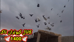 کبوتر بازی یا همون چاشنی&zwnj;...